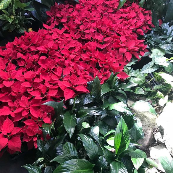 rows of poinsettia and peace lily in indoor plant hire display