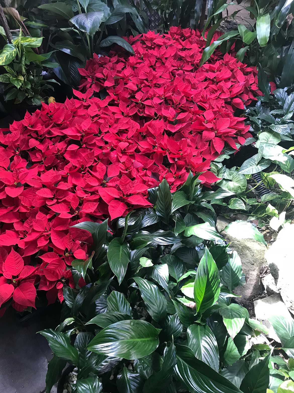 rows of poinsettia and peace lily in indoor plant hire display